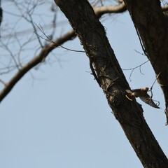 神奈川県の野鳥