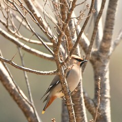 神奈川県の野鳥
