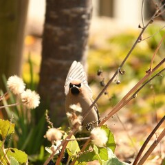 神奈川県の野鳥