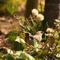 神奈川県の野鳥