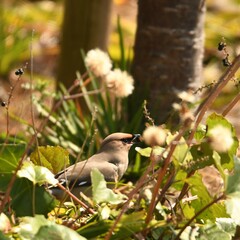 神奈川県の野鳥