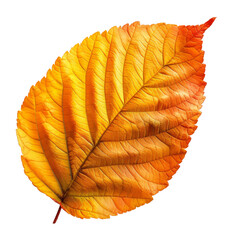 Textured leaf in warm fall colors on transparent background - stock png.