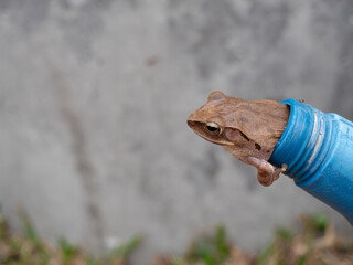 Golden Tree Frog is Leaving The Hole