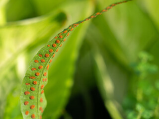 Orange Spores on The Back of Fern's Leaf