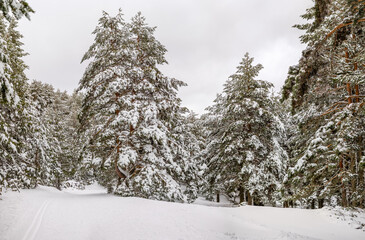 snowy landscapes of Puerto de Cotos in the Sierra de Guadarrama in Madrid in the month of March 2024