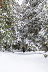 snowy landscapes of Puerto de Cotos in the Sierra de Guadarrama in Madrid in the month of March 2024