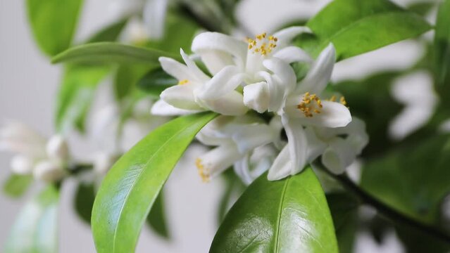Calamondin orange tree blossom zoomin. White fragrant flowers closeup. Neroli in bloom.