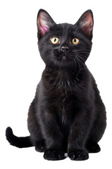 Black cat with striking yellow eyes, cut out - stock png.