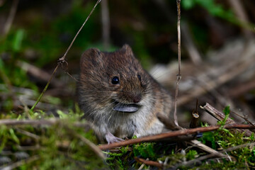 Rötelmaus // Bank vole (Myodes glareolus)