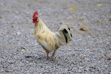 male chicken or big cock relaxing