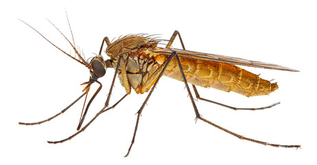Close-up of a mosquito on transparent background - stock png.