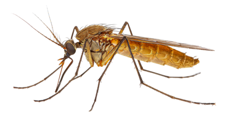 Close-up of a mosquito, cut out - stock png.