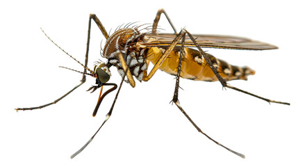 Close-up of a mosquito, cut out - stock png.