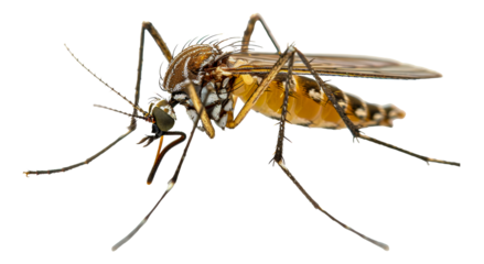 Close-up of a mosquito, cut out - stock png.