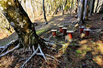 Fototapete bei efototapeten.de bestellen   