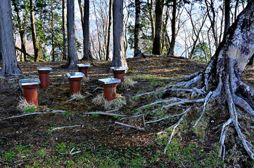 Fototapete bei efototapeten.de bestellen   