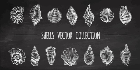 Seashells, ammonite, scallop, nautilus mollusc vector set. Hand-drawn sketch illustration. Collection of realistic sketches of various ocean shells isolated on chalkboard background.