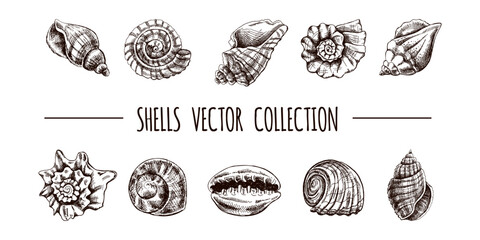 Seashells, ammonite, scallop, nautilus mollusc vector set. Hand-drawn sketch illustration. Collection of realistic sketches of various ocean shells isolated on white background.