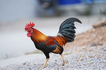 chicken rooster in the farm at countryside.