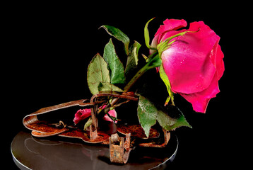 Red rose in an old rusty mousetrap