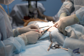 Veterinary surgeon in operating room conducts animal surgery. Skilled vet performs a precise...