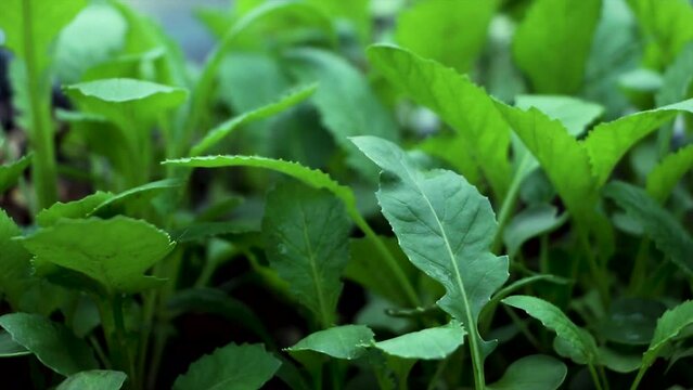 agriculture environmental footage. Close-up The vegetable garden with home in the morning. vegetable tree leaf. eco agriculture concept. plants for natural background.