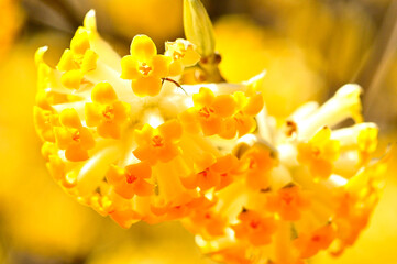 丹沢の畦ヶ丸　ミツマタの花　マクロ撮影
