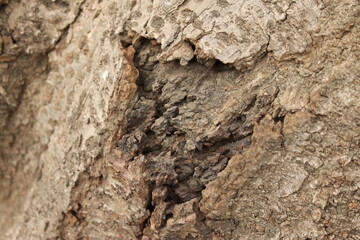 樹皮（木の表皮）