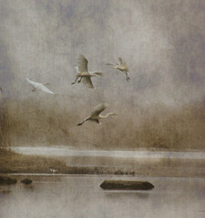 white herons fly in the fog