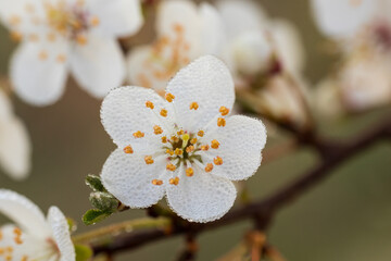 Macrophoto of spring tree blossom with dew drops. Springtime, plant background