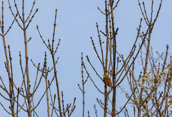 Yellowhammer, emberiza citrinella, bird sitting on spring tree with blue sky. Czech animal background - 759544289