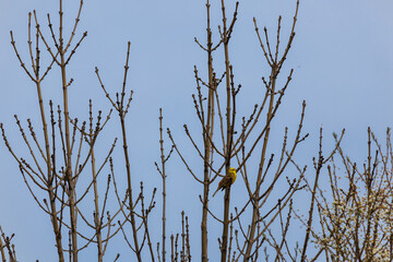 Yellowhammer, emberiza citrinella, bird sitting on spring tree with blue sky. Czech animal background