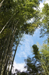 Feuillage de bambous sur ciel