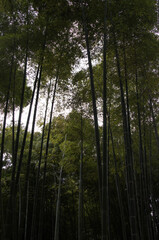 C&icirc;mes de bambous