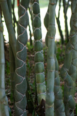 Troncs torsad&eacute;s de bambou