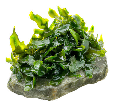 Wet sea lettuce on rock on transparent background - stock png.