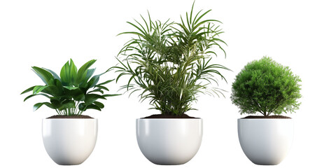 Plants in a various pots