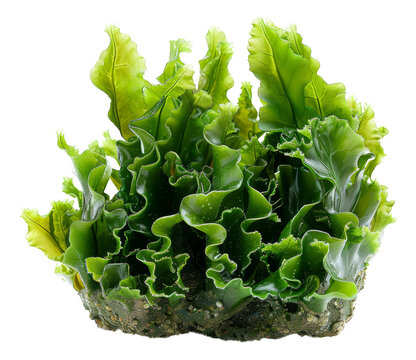 Wet sea lettuce on transparent background - stock png.