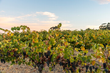 Naklejka premium Barossa Valley Vineyards