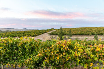 Fototapeta na wymiar Barossa Valley vineyard at sunrise
