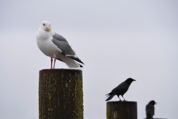 A seagull on a wooden dock post with two crows in the background on Vancouver Island in Cowichan Bay, British Columbia, Canada