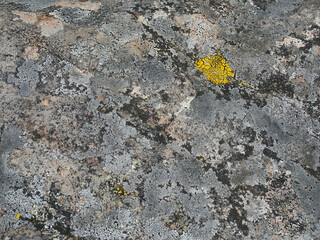multicolored lichen on stones, natural background, copy space