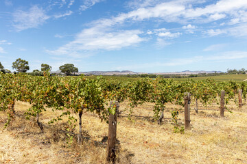 Barossa Valley Vineyards