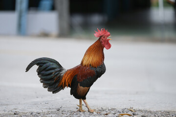 chicken rooster in the farm at countryside.