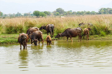 Fototapeta premium Buffaloes drink water in a pond 