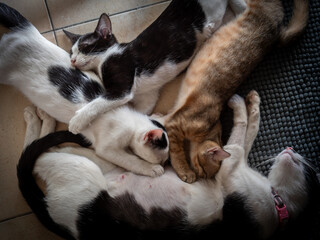 Obraz premium Kittens Breastfeeding while The Mother Black and White Cat Sitting