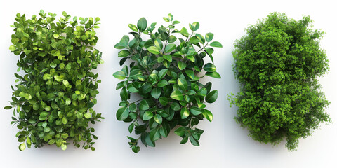 Fototapeta premium Bushes isolated on white