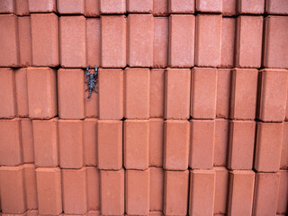 Scorpion Perch on Rows of Red Bricks