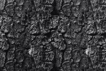 Texture bark of a tree