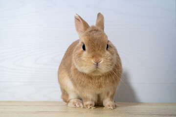 Obraz premium ネザーランドドワーフ